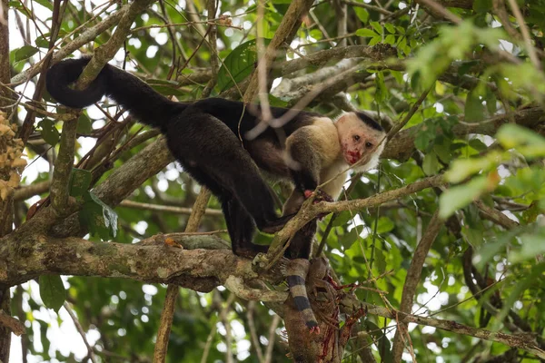 Capuchinho Rosto Branco Cebus Capucinus Belo Primata Rosto Branco Marrom — Fotografia de Stock