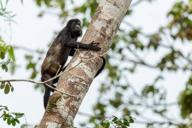 Mantolu Maymun - Alouatta palliata, Latin Amerika ormanlarından ve ormanlarından güzel gürültülü primat, Gamboa, Panama.