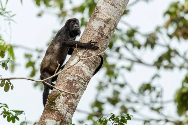 Macaco Howler Alouatta Palliata Belo Primata Barulhento Das Florestas Florestas — Fotografia de Stock