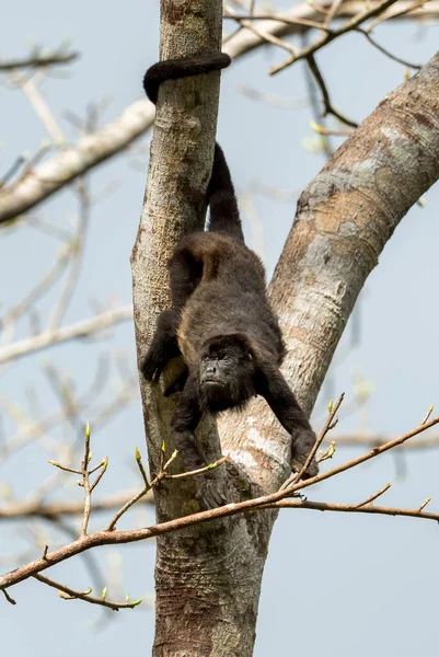 Mantled Howler Monkey Alouatta Palliata 来自拉丁美洲森林和林地的美丽而吵闹的灵长类动物 巴拿马甘博亚 — 图库照片