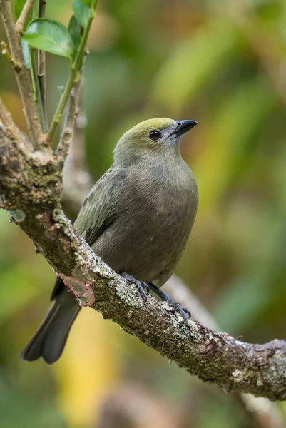 Palm Tanager Thraupis Palmarum Красивий Сірий Птах Латиноамериканських Лісів Лісів — стокове фото