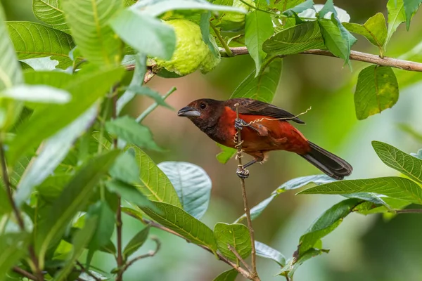 Tanager Ramphocelus Dimidiatus Красива Червоно Чорна Пташка Латиноамериканських Лісів Лісів — стокове фото