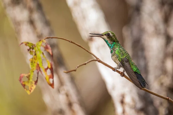 Fork Tailed Emerald Chlorostilbon Canivetii Beautiful Green Hummingbird Central America — Stock Photo, Image