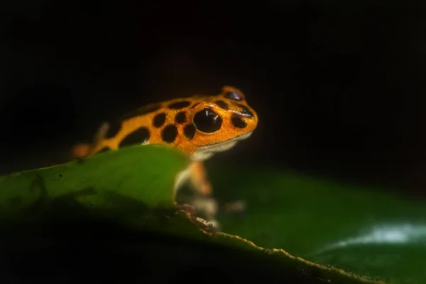 Red Poison Dart Frog Oophaga Pumilio Hermosa Rana Patas Azules —  Fotos de Stock