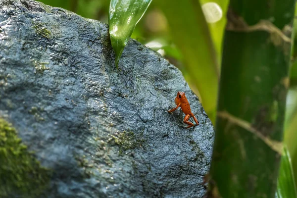 포이즌 Dart Frog Oophaga Pumilio Cental America Forest Panama — 스톡 사진