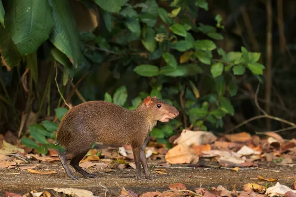 Central American Agouti Dasyprocta Punctata Large Brown Rodent Central Latin — Stock Photo, Image