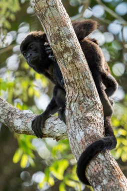 Mantolu Maymun - Alouatta palliata, Latin Amerika ormanlarından ve ormanlarından güzel gürültülü primat, Gamboa, Panama.