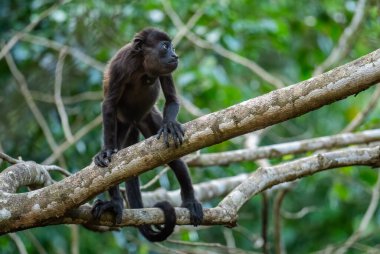 Mantolu Maymun - Alouatta palliata, Latin Amerika ormanlarından ve ormanlarından güzel gürültülü primat, Gamboa, Panama.