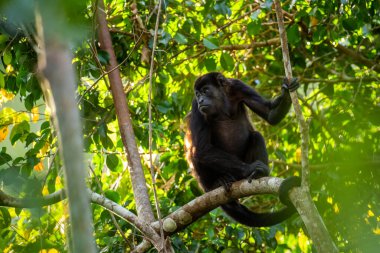Mantolu Maymun - Alouatta palliata, Latin Amerika ormanlarından ve ormanlarından güzel gürültülü primat, Gamboa, Panama.