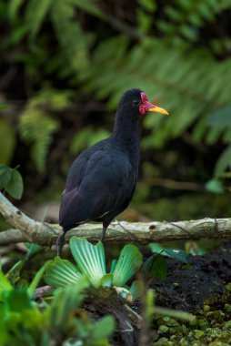 Jacana - Jacana jacana, Latin ve Güney Amerika 'nın sulak alanları ve tatlı sularından güzel renkli su kuşu, Gamboa ormanı, Panama.