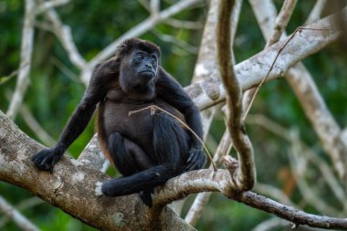 Mantolu Maymun - Alouatta palliata, Latin Amerika ormanlarından ve ormanlarından güzel gürültülü primat, Gamboa, Panama.