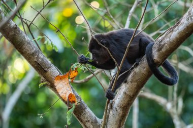 Mantolu Maymun - Alouatta palliata, Latin Amerika ormanlarından ve ormanlarından güzel gürültülü primat, Gamboa, Panama.