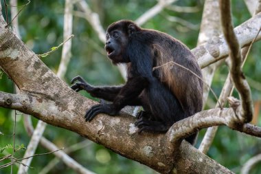 Mantolu Maymun - Alouatta palliata, Latin Amerika ormanlarından ve ormanlarından güzel gürültülü primat, Gamboa, Panama.