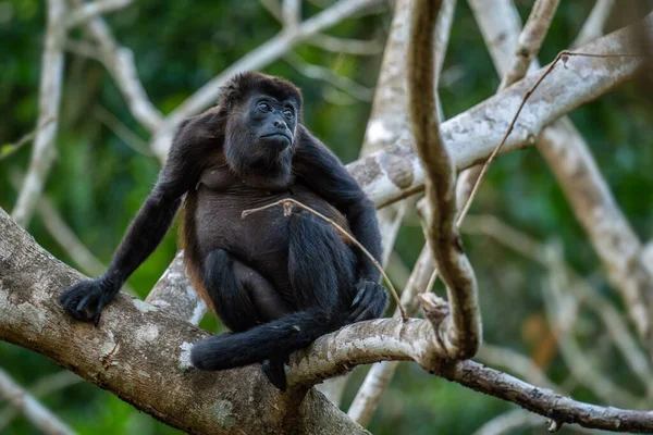 Mantolu Maymun Alouatta Palliata Latin Amerika Ormanlarından Ormanlarından Güzel Gürültülü — Stok fotoğraf