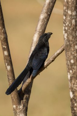 Groove-bill Ani - Crotophaga sulcirostris, Orta ve Latin Amerika ormanlarından özel siyah guguk kuşu, Cambutal, Panama.
