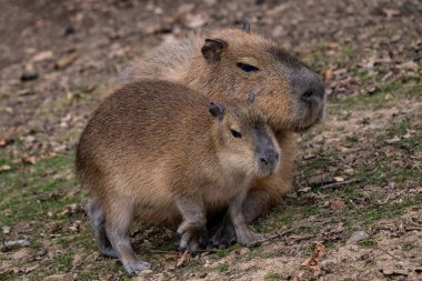 Capybara - Hydrochoerus hydrochaeris, Orta ve Güney Amerika savanalarından dev kemirgen, bataklık ve çayırlar, Gamboa, Panama.