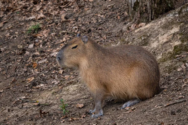 Capybara Hydrochoerus Hydrochaeris Riesiges Nagetier Aus Mittel Und Südamerikanischen Savannen — Stockfoto
