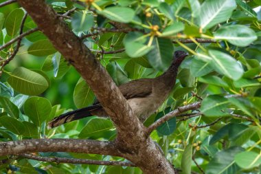 Gri başlı Chachalaca - Ortalis Cinereiceps, Orta ve Latin Amerika ormanlarından özel antik kuş, Volcn, Panama.