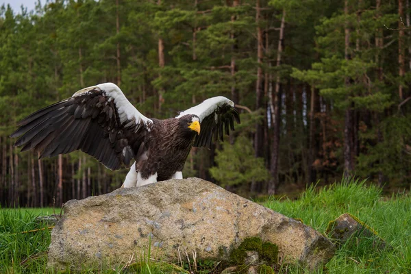 Steller Sea Eagle Haliaeetus Pelagicus Hermoso Águila Grande Icónica Las — Foto de Stock