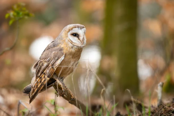 Barn Owl Tyto Alba 美丽的标志性橙色猫头鹰 来自世界各地的森林和林地 捷克共和国 — 图库照片