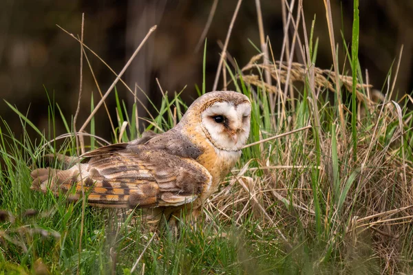 Barn Owl Tyto Alba Vacker Ikonisk Orange Uggla Från Hela — Stockfoto