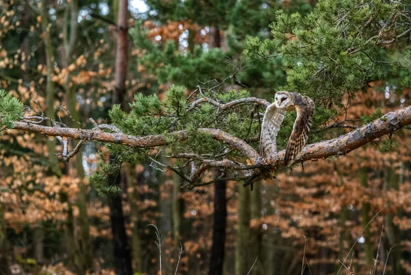 Barn Owl Tyto Alba Gyönyörű Ikonikus Narancssárga Bagoly Világ Erdők — Stock Fotó