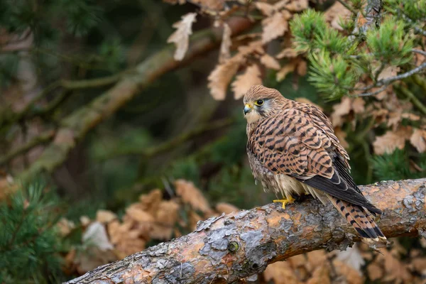 Turmfalke Falco Tinnunculus Schöner Greifvogel Aus Europäischen Wäldern Und Wäldern — Stockfoto