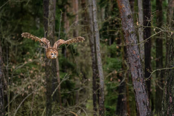 Tawnyアウル Strix Aluco 美しいヨーロッパの森林や森林からの一般的なフクロウ チェコ共和国 — ストック写真