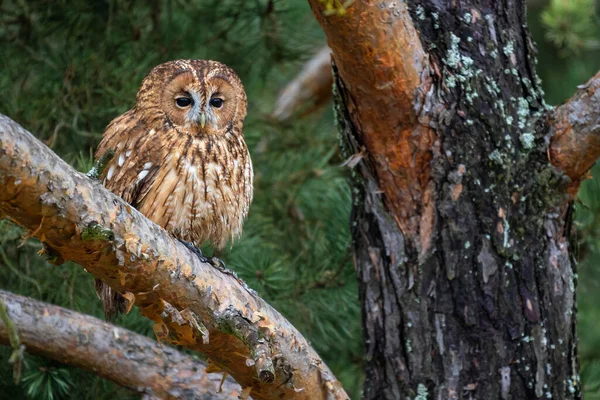 Tawny Owl Strix Aluco Piękna Sowa Pospolita Euroazjatyckich Lasów Lasów — Zdjęcie stockowe