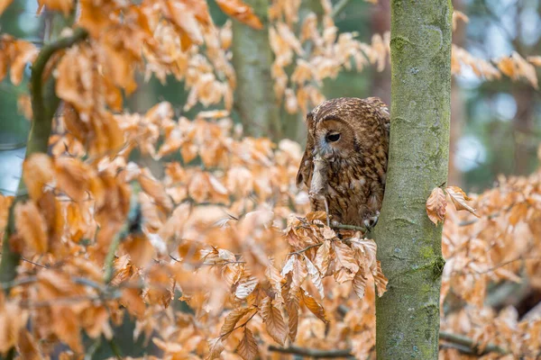 Tawny Owl Strix Aluco Coruja Comum Beatiful Florestas Florestas Euroasiáticas — Fotografia de Stock