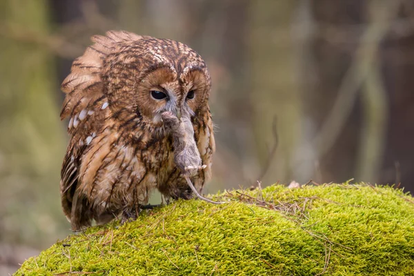 Tawny Owl Strix Aluco Coruja Comum Beatiful Florestas Florestas Euroasiáticas — Fotografia de Stock