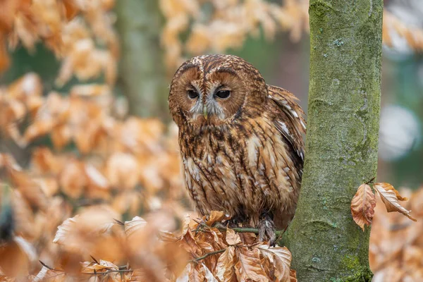 Tawny Owl Strix Aluco 来自欧洲森林和林地的可爱的普通猫头鹰 捷克共和国 — 图库照片
