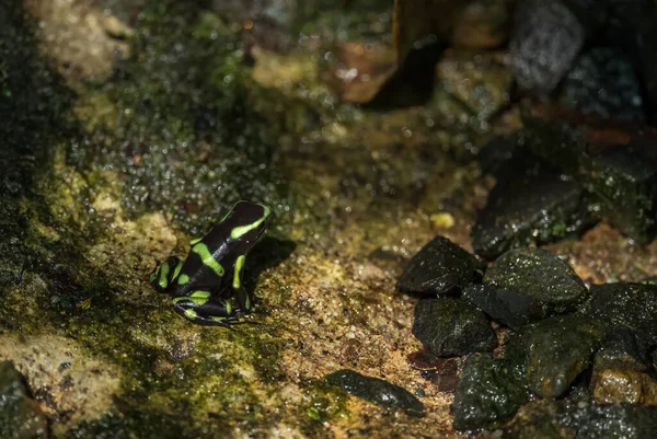 Dart Poison Frog Dendrobates Auratus Sapo Verde Preto Floresta América — Fotografia de Stock