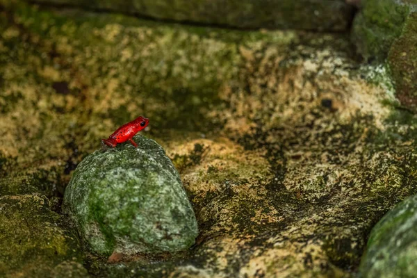 Roter Pfeilgiftfrosch Oophaga Pumilio Schöner Rotbeiniger Frosch Aus Dem Wald — Stockfoto