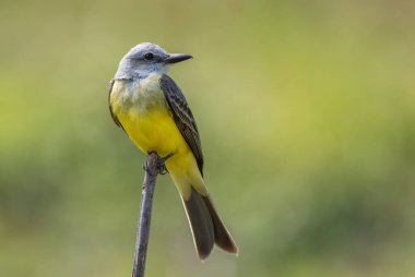 Tropik Kingbird - Tyrannus melankolikus, Orta ve Latin Amerika 'daki ağaçlık ve bahçelerden tüneyen güzel kuş, Gamboa, Panama.