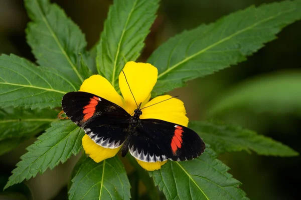 Common Postman Heliconius Melpomene Beautiful Colored Brushfoot Butterfly Central American — Stock Photo, Image
