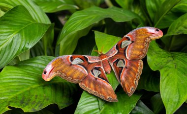 Atlas Güve - Attacus Atlası, Asya ormanlarından ve ormanlarından güzel, büyük, simgesel güve, Borneo, Endonezya.