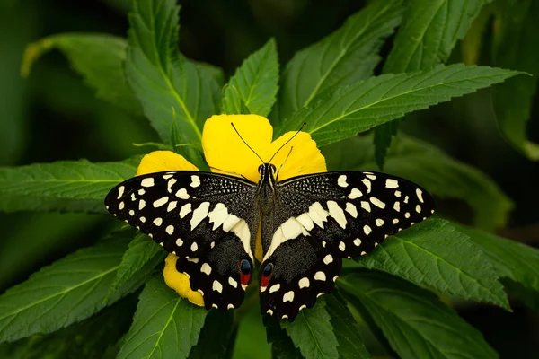 Papillon Chaux Papilio Demoleus Beau Papillon Coloré Des Prairies Des — Photo