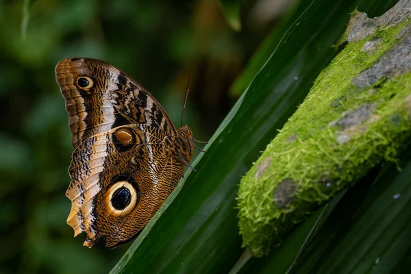 Farfalla Gufo Gigante Caligo Memnon Bellissima Grande Farfalla Proveniente Dalle — Foto Stock