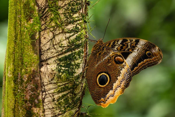 Mariposa Búho Gigante Caligo Memnon Hermosa Mariposa Grande Los Bosques —  Fotos de Stock