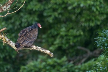 Türkiye Akbabası - Cathartes aura, Orta ve Latin Amerika ormanlarından ve ormanlık alanlardan, Gamboa, Panama.