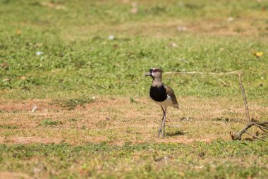 Güney Lapwing - Vanellus chilensis, Orta ve Latin Amerika 'dan güzel renkli laparotomi tatlı su kıyıları ve çayırlar, Gamboa, Panama.