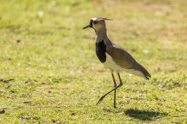 Southern Lapwing Vanellus Chilensis Beautiful Colored Lapwing Central Latin America — Stock Photo, Image