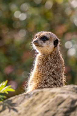 Meercat - Suricata suricatta, Afrika savanalarından popüler küçük etoburlar, Namibya.