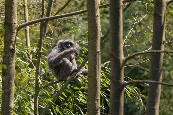 Silvery Gibbon Hylobates Moloch Frumoasa Endemie Primate Din Pădurile Java — Fotografie, imagine de stoc