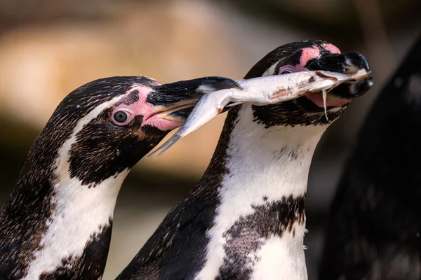 Humboldt Penguin Spheniscus Humboldti Średniej Wielkości Pingwin Południowoamerykańskich Wybrzeży Oceanicznych — Zdjęcie stockowe