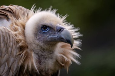 Griffon Vulture - Gyps fulvus, Eski Dünya ve Afrika 'dan büyük kahverengi kafalı akbaba, Bulgaristan.