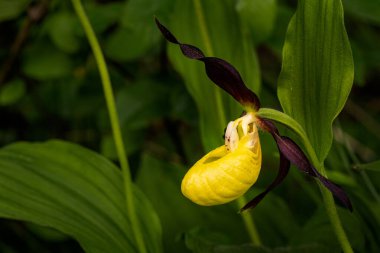 Sarı Leydi 'nin Terliği - Cypripedium kalseolus, Avrupa ormanları ve ormanlarından güzel renkli çiçek bitkisi, Çek Cumhuriyeti.