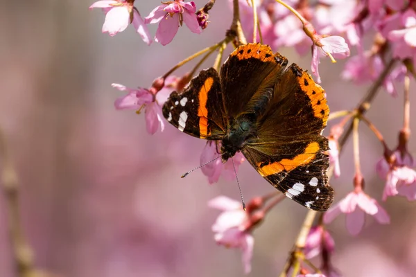 Red Admiral Butterfly Vanessa Atalanta Beautiful Colored Butterfly European Meadows — Stock Photo, Image