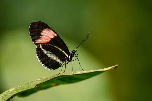 Red Postman Heliconius Erato Beautiful Colorful Butterfly Latin Central America — Stock Photo, Image